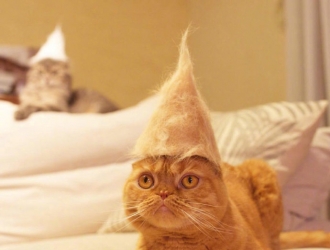 戴著用自己的毛做的帽子的貓。
